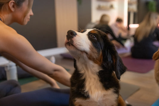 Puppy Yoga Montréal : Pourquoi Euphorie Chiot est le meilleur endroit pour vivre cette expérience unique