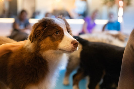 Le puppy yoga d’Euphorie Chiot présenté à l’émission Bonsoir Bonsoir sur Radio-Canada