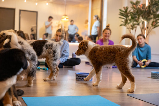 Les 5 mythes les plus fréquents sur le puppy yoga
