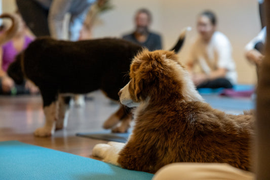 On a testé une séance avec une personne ayant peur des chiens