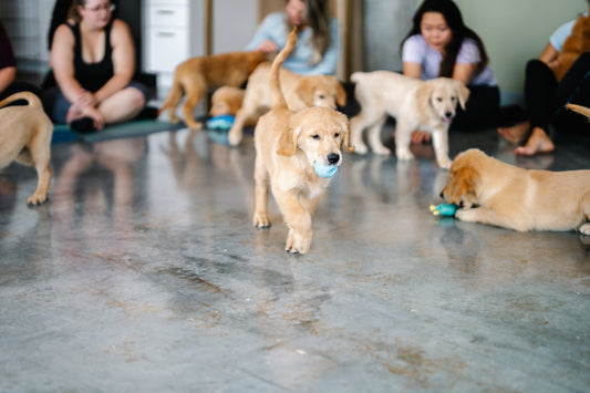 Le puppy yoga est-il accessible à tous ?