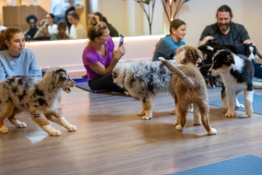 Jeu libre avec les chiots