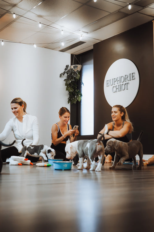 Puppy Yoga Rive-Nord Montréal