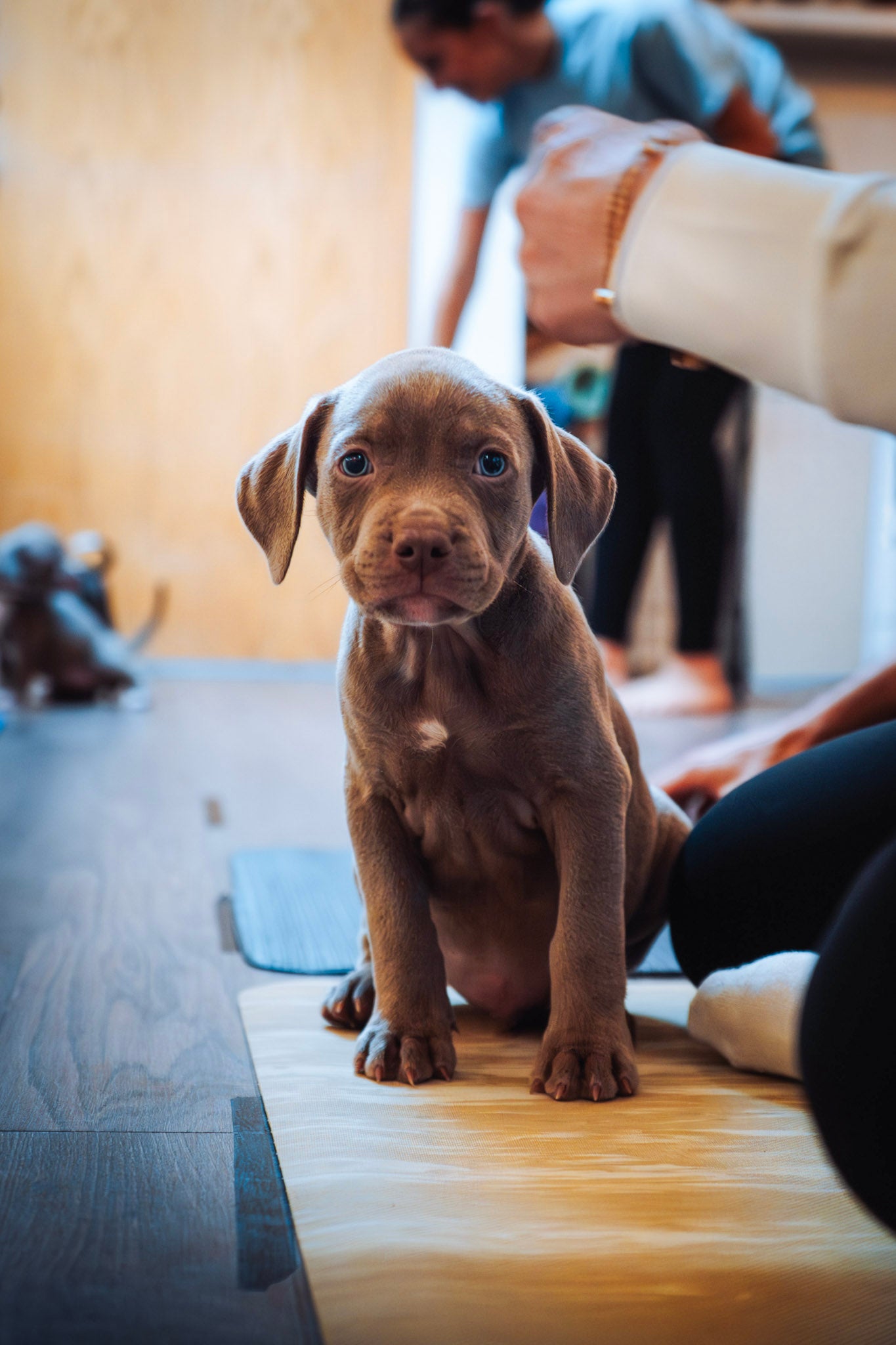 Puppy Yoga North Shore Montreal