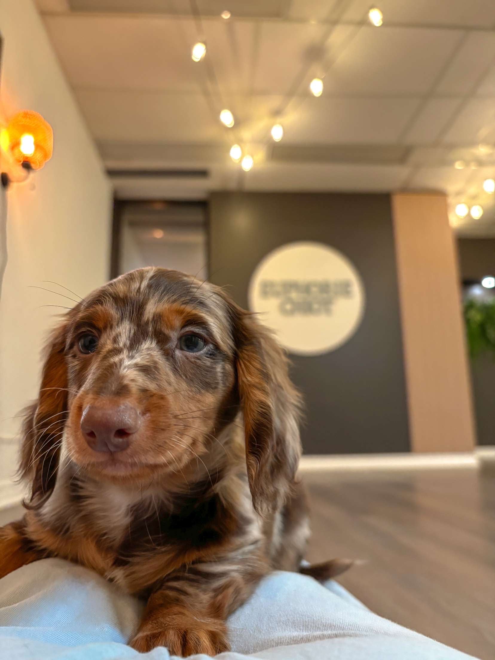 Puppy Yoga Euphoria Puppy Gift Card – Euphorie Chiot