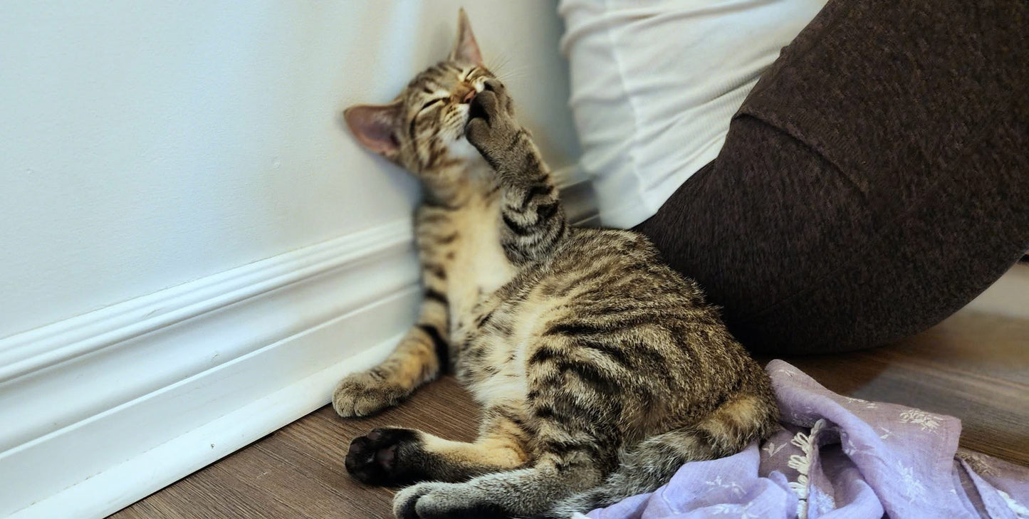 Cats/Kittens Yoga North Shore Montreal