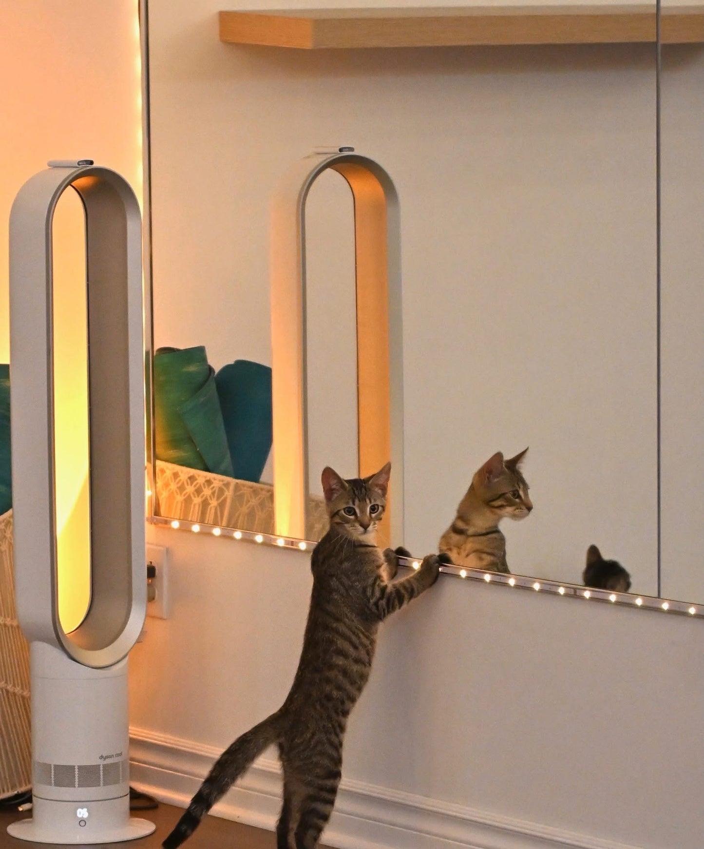 Cats/Kittens Yoga North Shore Montreal