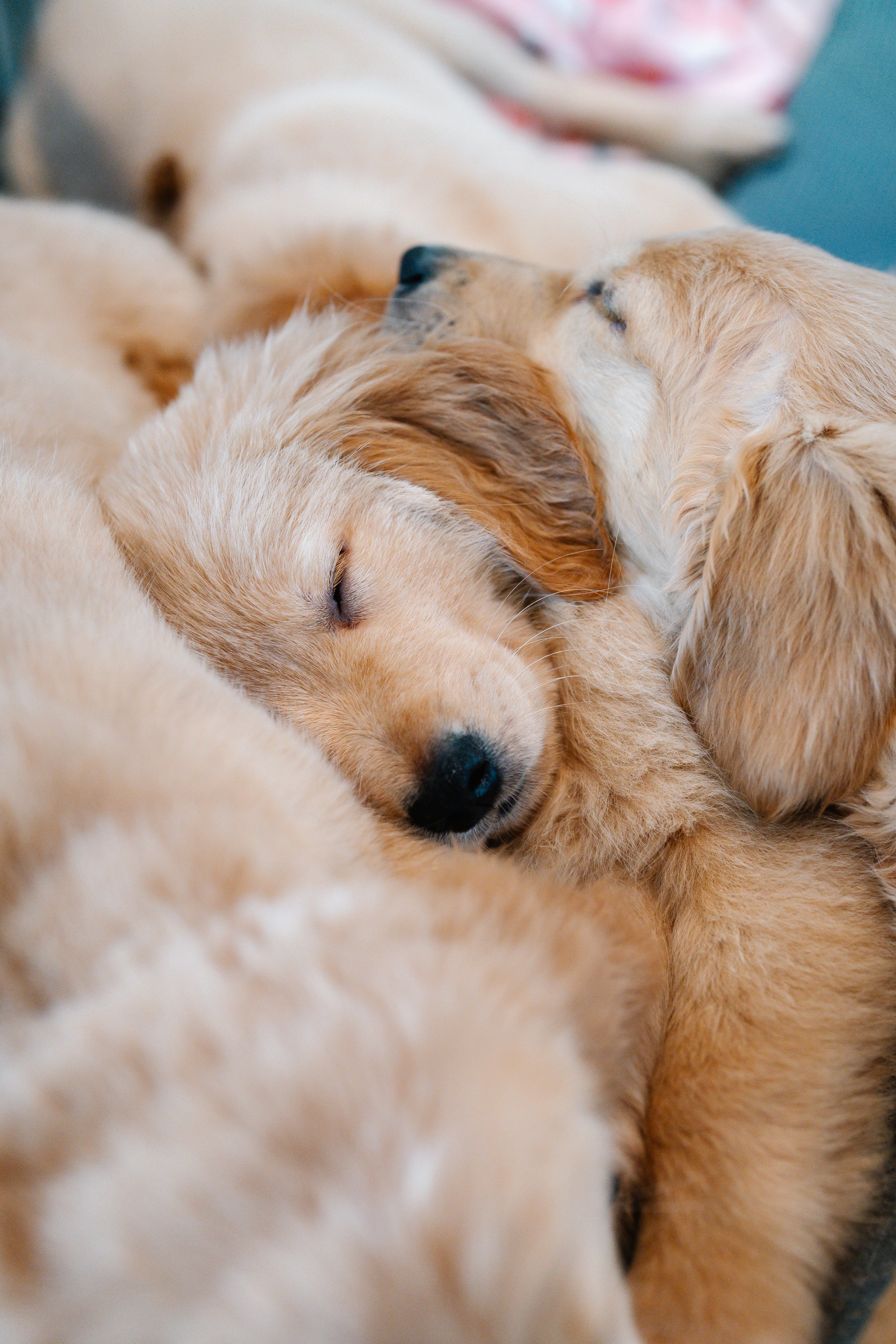 Chiot qui dorment
