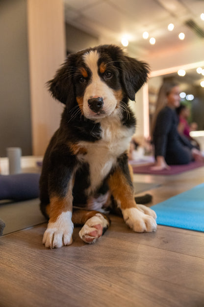 Blonde Bernese Mountain Dog Bernese Mountain Dog Cross Collie