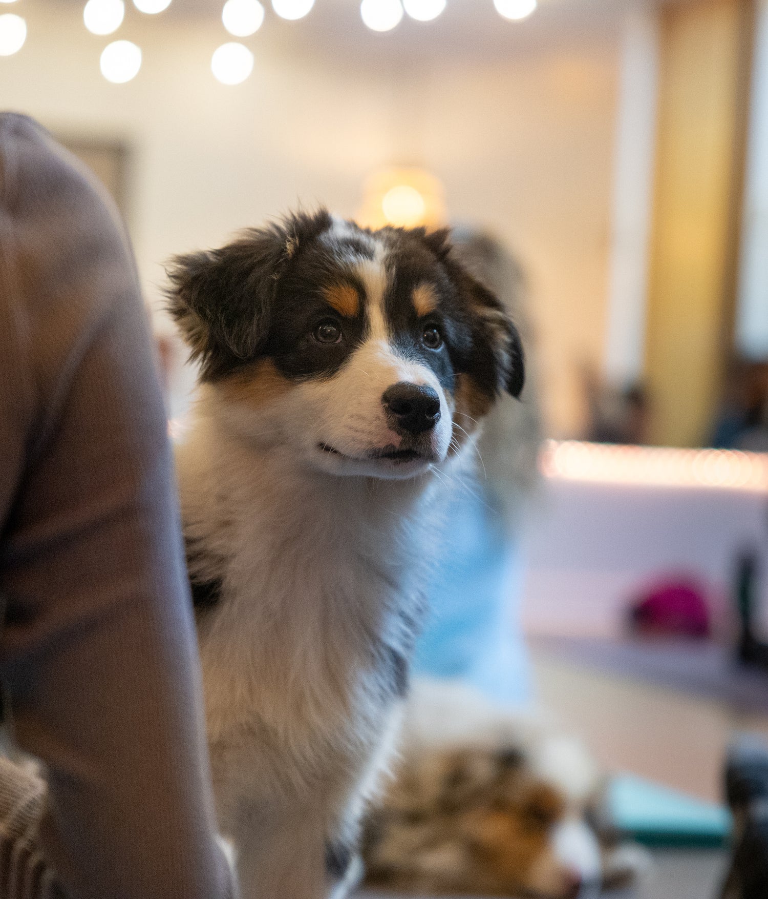 Chiot Berger Australien à une séance de puppy yoga chex Euphorie Chiot Puppy Yoga sur la Rive-Nord de Montréal.