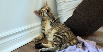 Cats/Kittens Yoga North Shore Montreal