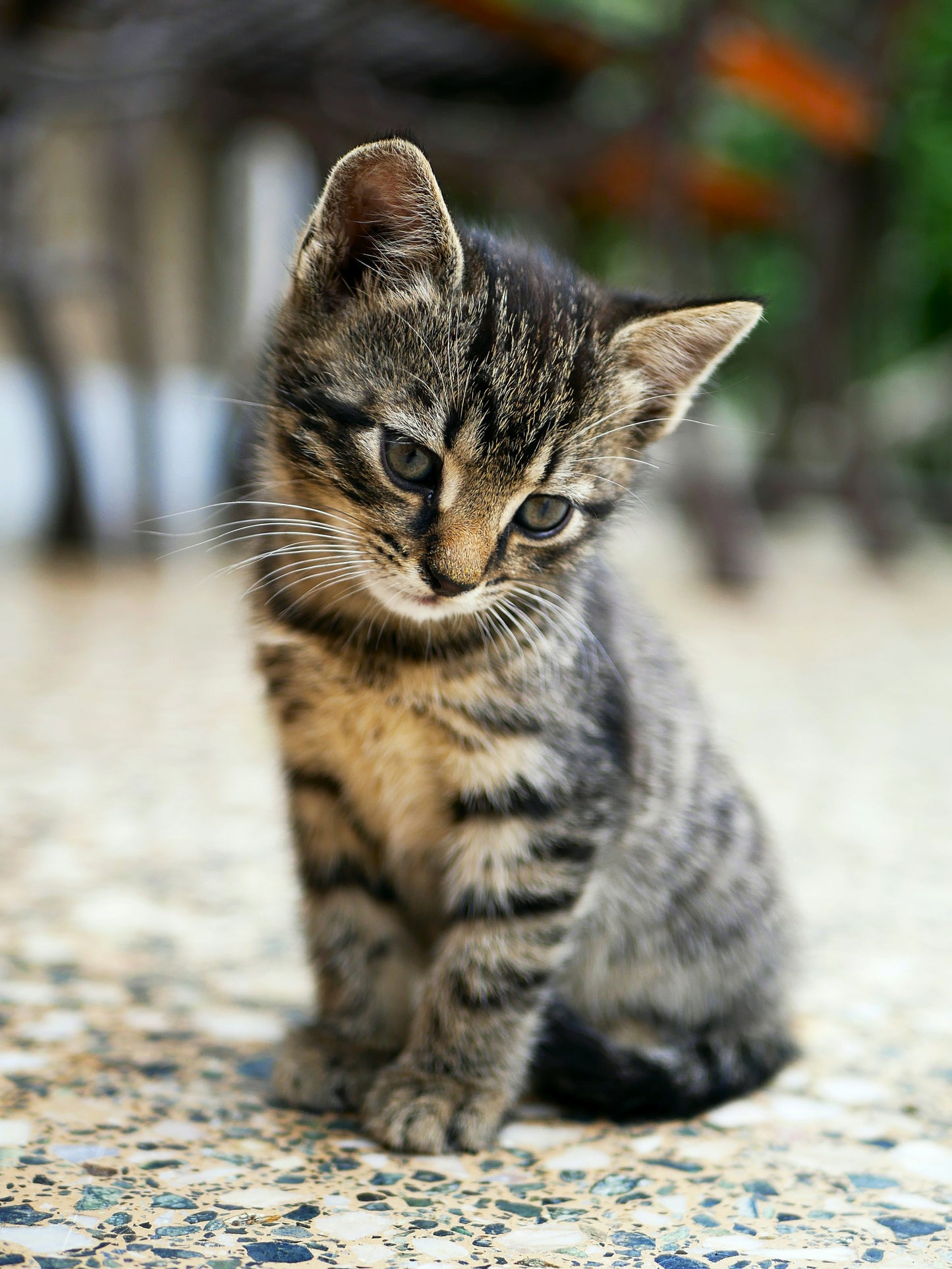 Kitten / cat Yoga North Shore Montreal
