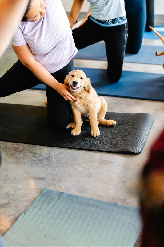 Chiots et participantes en plein moment de détente durant une séance de puppy yoga à Sainte-Thérèse.
