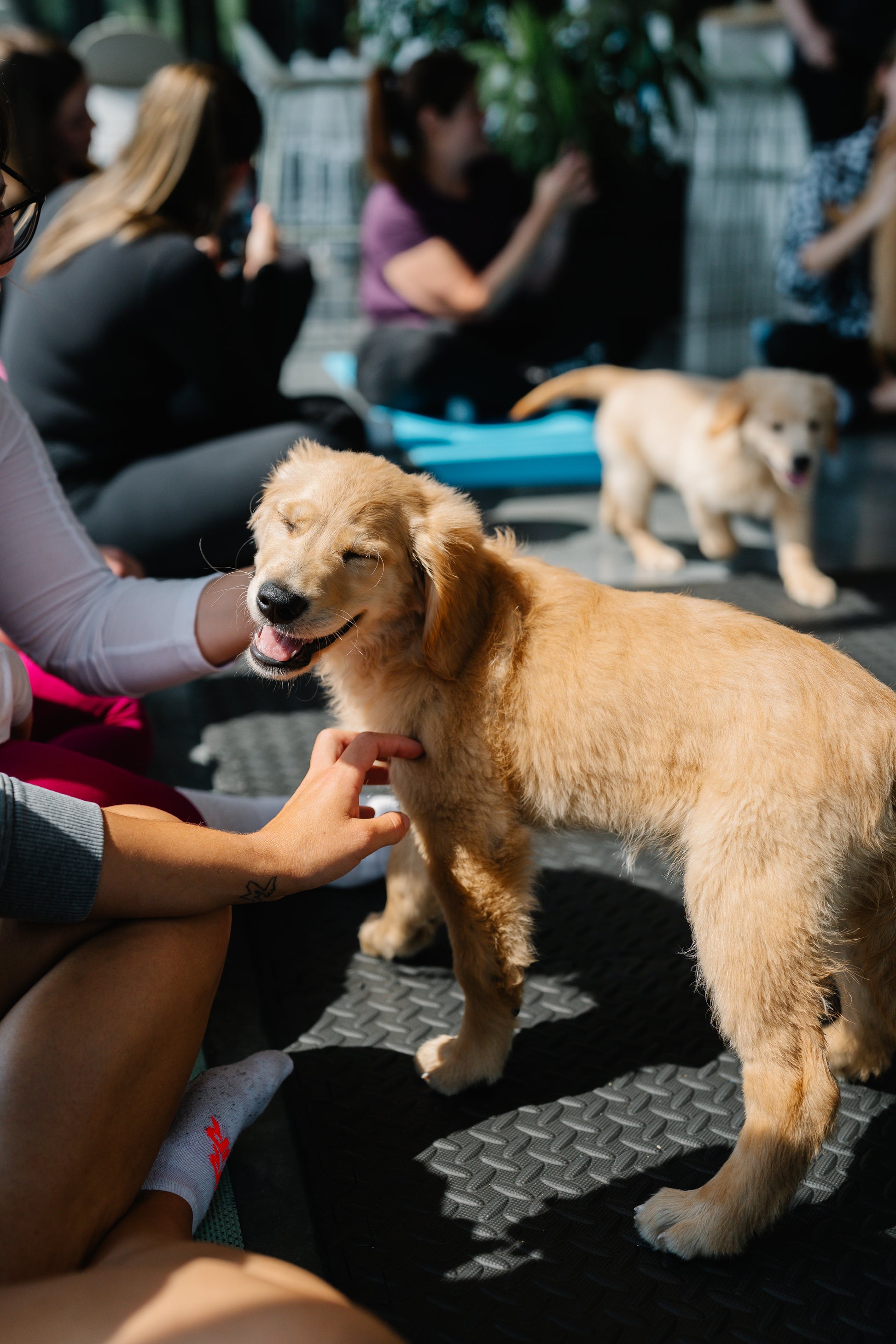 Chiot Golden Retriever recevant des caresses